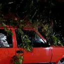 Antalya’da yağmur ve şiddetli rüzgar 10 metrelik ağacı devirdi: İki araç ve bina zarar gördü