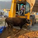 Hatay'da çukura düşen büyükbaş hayvanı itfaiye kurtardı