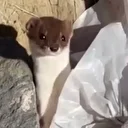 Beyaz gelincik şehir merkezinde görüntülendi