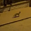 Şanlıurfa’da aç tilki kent merkezine indi