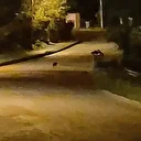 Aç kalan çakal yavruları şehir merkezinde görüntülendi