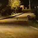 Aç kalan çakal yavruları Bartın şehir merkezinde görüntülendi