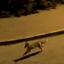 Şanlıurfa'da şehir merkezine inen tilki görüntülendi