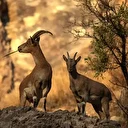 Bakanlık affetmedi: Yaban keçilerine av yasağına uymayanlara dev ceza