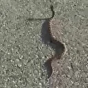 'Engerek' yılanını kuyruğundan yakaladı