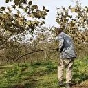 Fındık bahçelerinde kuraklık tehlikesine karşı önlem alındı: Toprak altı damlama sulama sistemi kuruldu