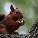 Alaçam’da sonbahar güzelliğine sevimli misafirler: Sincaplar mesire alanına neşe kattı