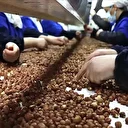 Trabzon'un 10 aylık fındık ihracatı 500 milyon doları aştı