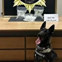 Bayburt’ta bavula yerleştirilmiş 1 kilo 20 gram skunk ele geçirildi