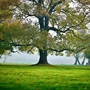 Efteni Kuş Cenneti’nde sonbahar renkleri sisle bütünleşti