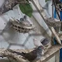 Tekirdağ’da yasa dışı hayvan yetiştiriciliğine cezai işlem uygulandı