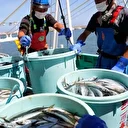Le Japon reprend ses exportations de fruits de mer vers la Chine