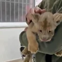 Tarım ve Orman Bakanlığı: Yasa dışı yolla getirilen yavru hayvan koruma altına alındı