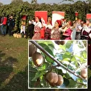 Yalova’nın coğrafi işaretli meyvesi kivide hasat sevinci