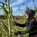 Devlet desteğiyle şeker kamışı ekti: Yılda 1 ton pekmez üretiyor