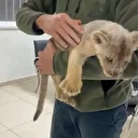 Tuzla’da yasa dışı yollarla getirilen 35 günlük Afrika aslanı yavrusu ele geçirildi