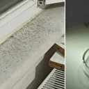 Gaziantepliler kapı ve pencere açamıyor: Kuraklığın ardından şehrin her yerini sardılar