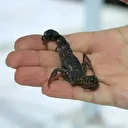 Niğde’den dünyaya ’akrep zehri’ ihracatı