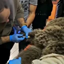 Kars'ta yaralı halde bulunmuştu: Tedaviye alındı