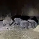 Bayburt'ta gece yarısı domuz paniği