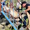 Sakarya'da oltaya 50 kiloluk dev balık takıldı