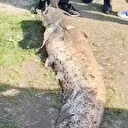 Balıkçının oltasına 50 kiloluk balık takıldı