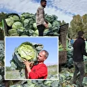 Ata tohumuyla yetiştirilen "Erciş lahanası"nın hasadı başladı