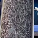 Araklı Limanında hafta sonu hamsi yoğunluğu