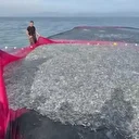 Bugüne kadar ki en büyük av: İznik Gölü'nde tek seferde 21 ton gümüş balığı yakalandı