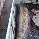 Yakalanan 65 kiloluk dev balık görenleri şaşkına çevirdi