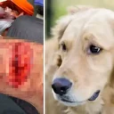 Başakşehir’de sitenin güvenlik görevlisine sahipli köpek saldırdı: Bu kez pitbull değil Golden cinsi köpek parçaladı