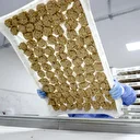 81 yıllık gizli formül ifşa oldu: Köyde başladı şimdi tüm dünyaya yayılıyor