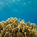 Su altında açan renkli bahçeler: Kızıldeniz Mercanları