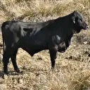 Erzincan'da firari angus böyle görüntülendi