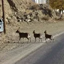 Erzurum'da yaban keçisi avlamaya çalışan 2 kişiye 36 bin 700 lira ceza