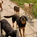 Köpek saldırılarında cezalar yetersiz