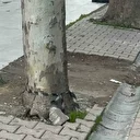 Temizlik sırasında kargo poşeti içerisinde 60 bin dolar buldu