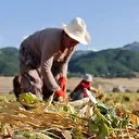 Çiftçilere 1 milyar 46 milyon lira tarımsal destekleme ödemesi bugün yapılacak