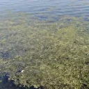 CHP'li İzmir Belediyesi'nin arıtılmamış suyu denize akıtması felakete neden oldu: 'Her yeri deniz marulu kapladı körfez kirliliği çok yüksek'