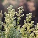 Dünya bu bitkinin peşinde ama o sadece Türkiye'de yetişiyor: Bağışıklığı çelik gibi yapan 'Yeşil Altın'a talep patladı