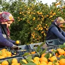 Kilogram fiyatı 2 lirayı düşünce dalda çürümeye bırakılmıştı: 320 ton ürün vatandaşlara ücretsiz dağıtıldı