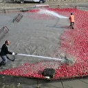 Şifa deposu besinde zahmetli hasat: Tescilli turpları hasat eden çiftçilerin Savrun Çayı'ndaki zorlu yıkama mesaisi başladı