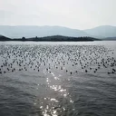 Yağışlarla nefes alan Bafa Gölü’nde doğal yaşam yeniden canlandı