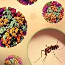 Araştırma ortaya koydu: Küresel ısınma hayvanlardan insanlara bulaşan hastalıkları artırabilir