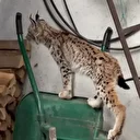 Yolunu şaşıran vaşak Torul ilçe merkezine indi