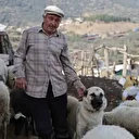 Şap karantinası meraları boşalttı