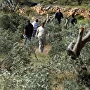 القدس.. مستوطنون إسرائيليون يتلفون 40 شجرة زيتون