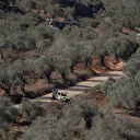 Des colons israéliens illégaux détruisent des dizaines d’oliviers près de Jérusalem-Est occupée