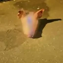 تدنيس مقبرة إسلامية في سيدني بإلقاء رؤوس خنازير بعد هجوم بوندي