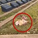 Avustralya'da gerilim tırmanıyor: Sydney kentinde Müslüman mezarlığına domuz kafaları bırakıldı